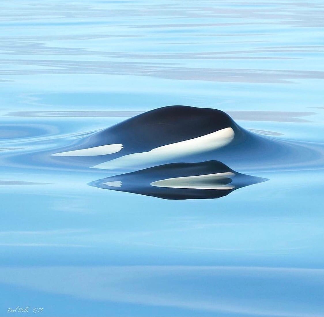 ORCA image 1